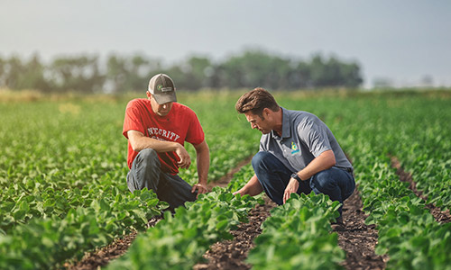 Crop-Consulting